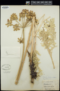 Lomatium multifidum image