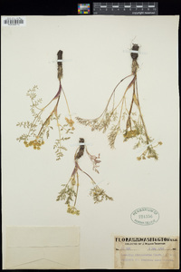 Lomatium utriculatum image