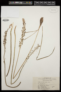Barnardia japonica image