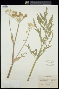 Angelica capitellata image