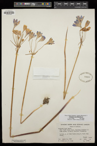 Triteleia laxa image