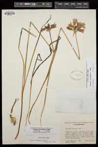 Triteleia grandiflora image