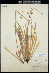 Agoseris glauca var. glauca image