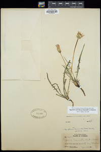 Agoseris parviflora image