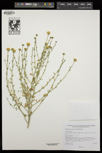 Laphamia inyoensis image