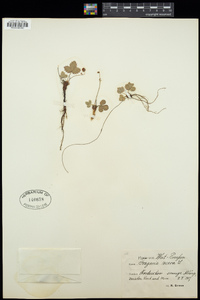 Fragaria vesca image