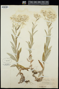 Anaphalis margaritacea image