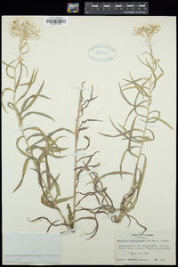 Anaphalis margaritacea image