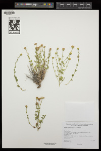 Laphamia inyoensis image