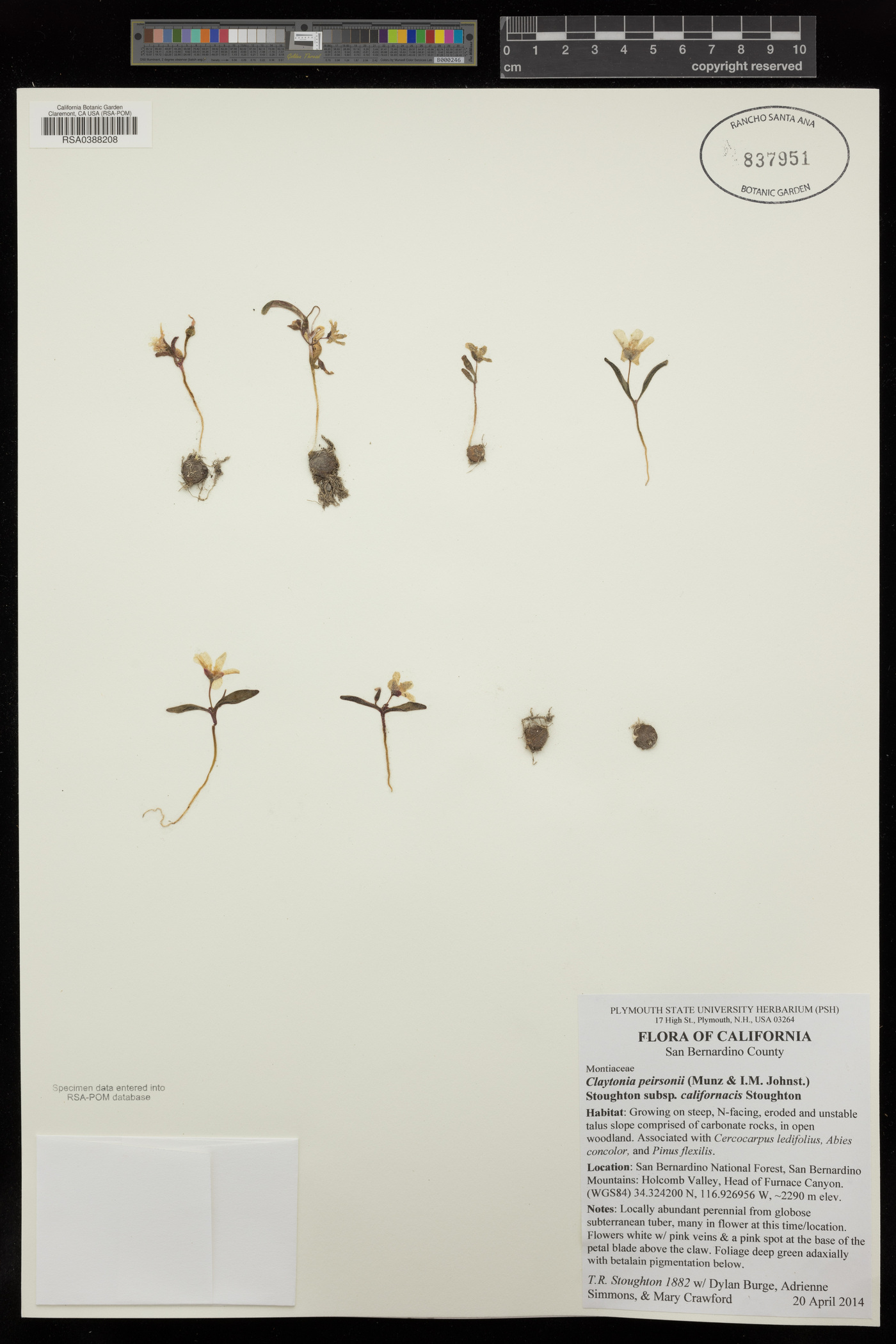 Claytonia peirsonii subsp. californacis image