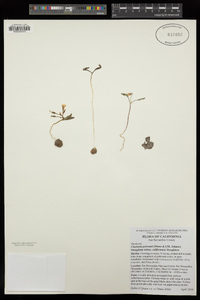 Claytonia peirsonii subsp. californacis image