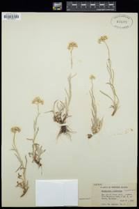 Antennaria luzuloides image