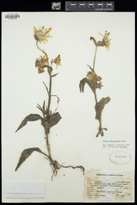 Arnica ovata image