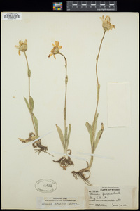 Arnica sororia image