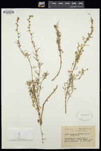 Artemisia biennis image