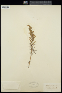 Artemisia biennis image