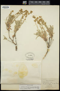 Artemisia spiciformis image