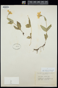 Arnica latifolia image