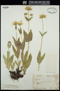 Arnica mollis image