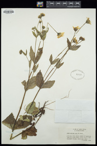 Arnica mollis image