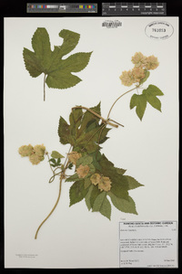 Humulus lupulus image