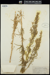 Artemisia dracunculus image