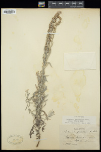 Artemisia ludoviciana subsp. ludoviciana image