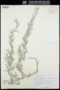 Artemisia ludoviciana image