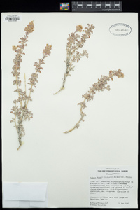 Salvia dorrii var. dorrii image