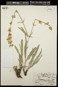 Salvia atropatana image
