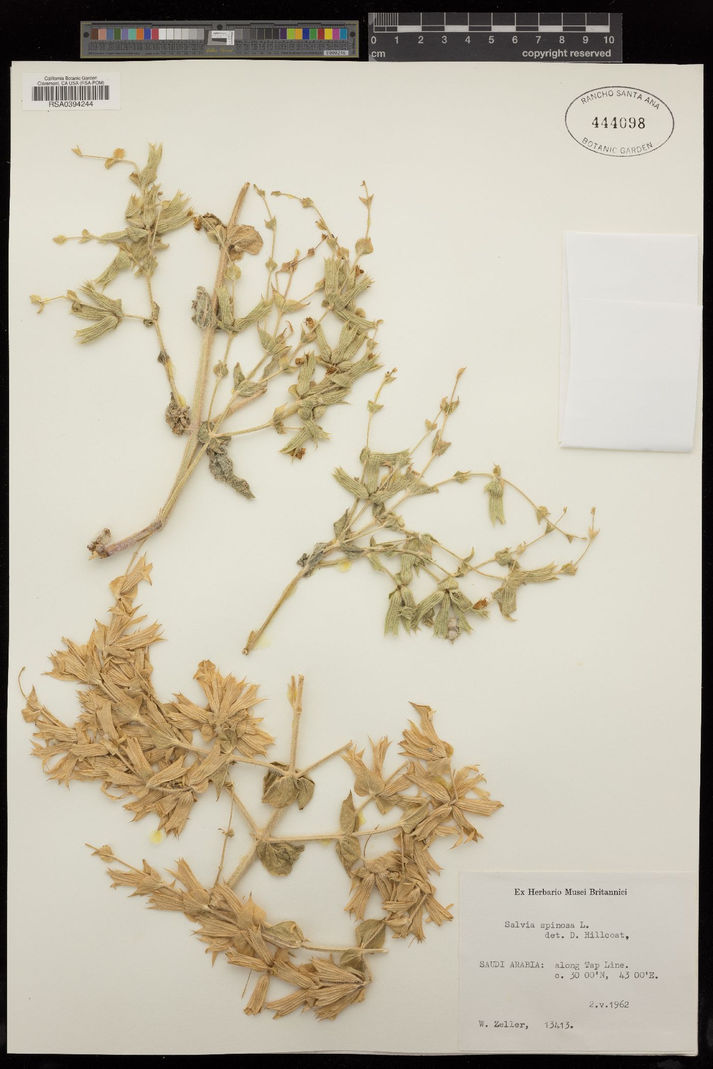 Salvia spinosa image