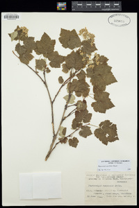 Physocarpus amurensis image