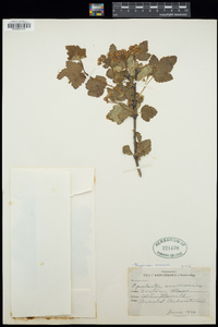 Physocarpus amurensis image