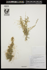 Cuscuta nevadensis image