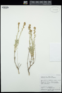 Artemisia spiciformis image