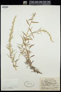 Artemisia ludoviciana image