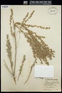 Artemisia tridentata image