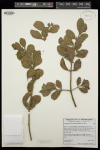 Phoradendron leucarpum subsp. macrophyllum image