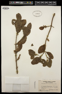 Phoradendron leucarpum subsp. macrophyllum image