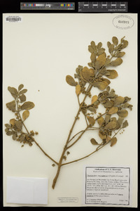 Phoradendron leucarpum subsp. macrophyllum image