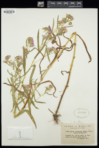 Symphyotrichum bracteolatum image