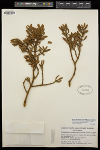 Phoradendron bolleanum image