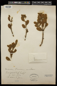 Phoradendron leucarpum subsp. tomentosum image