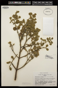 Phoradendron leucarpum subsp. tomentosum image