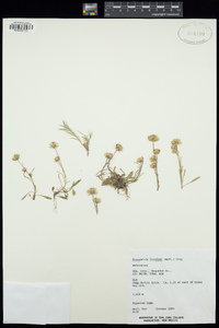 Symphyotrichum frondosum image