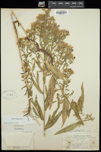 Symphyotrichum lanceolatum var. hesperium image