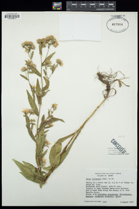 Symphyotrichum foliaceum image