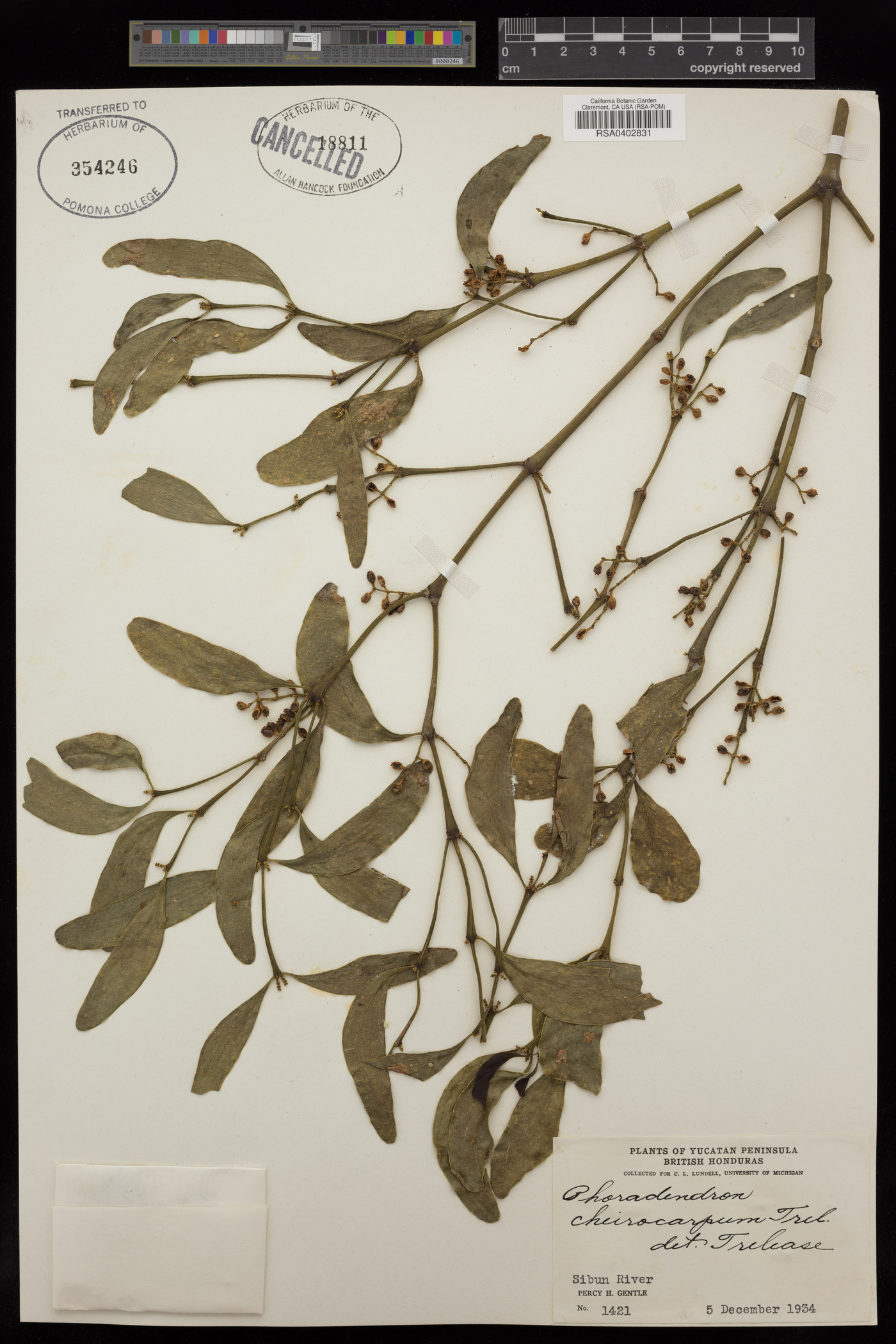 Phoradendron pedicellatum image