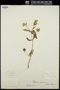 Bidens cernua image