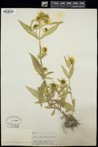 Bidens laevis image